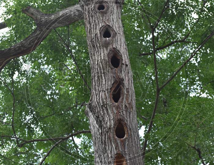 a tree trunk with holes of bird nest