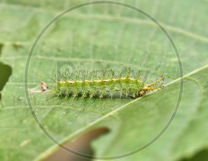 Spiny Caterpillar