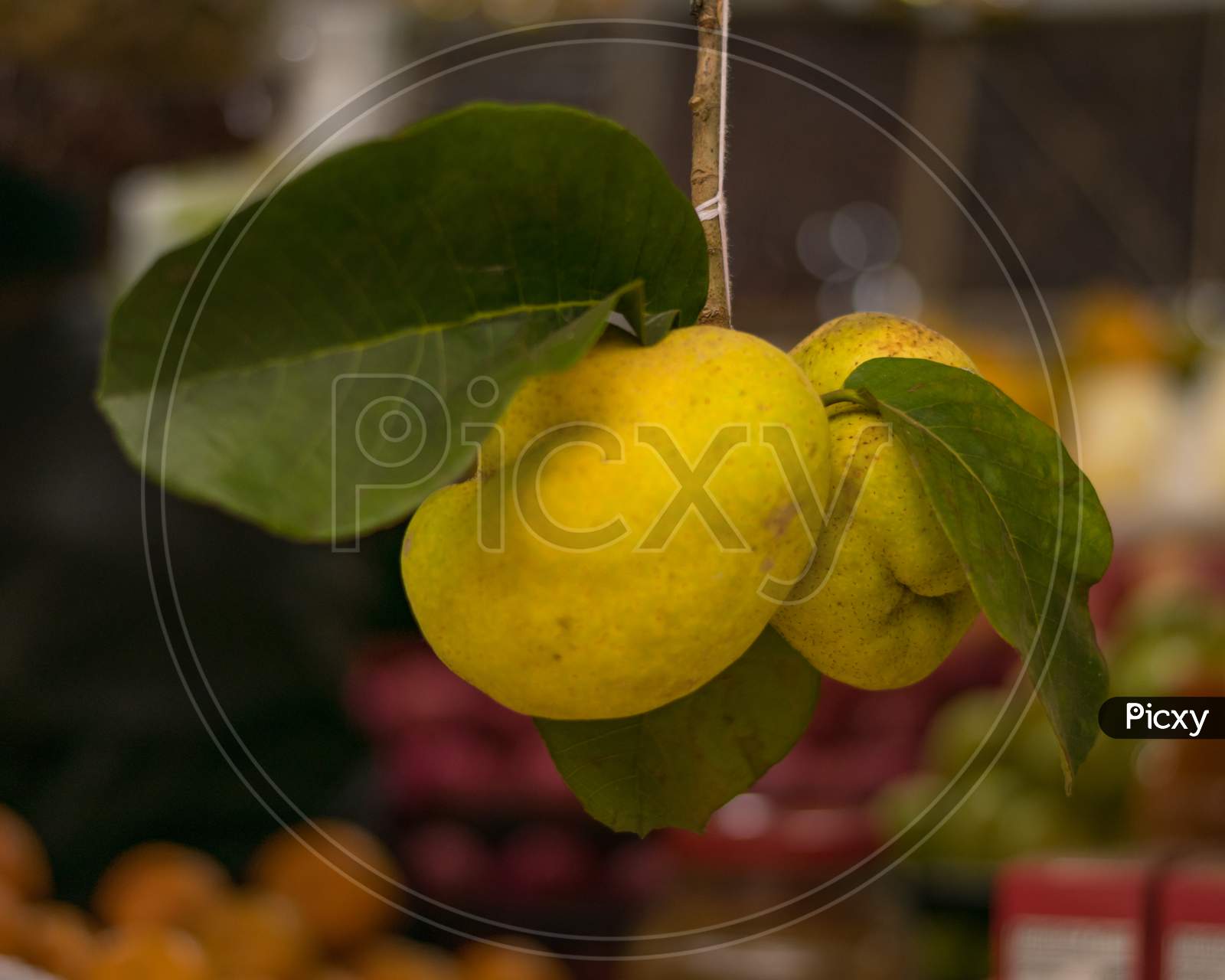 Two Hanging Lakoocha Or Monkey Jack Fruit With Leafs In A Local Fruit Shop With Blurred Fruit In Background