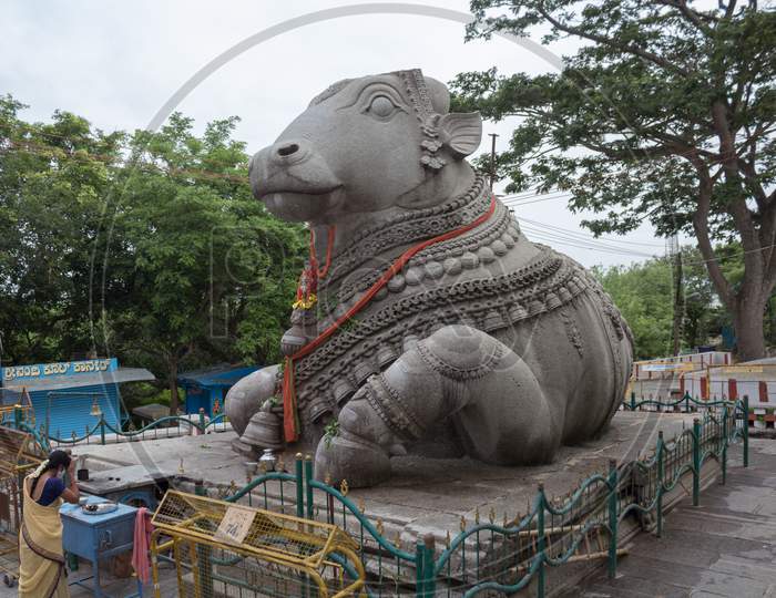 The gigantic Nandi Bull statue atop Chamundi Hills in Mysore cityscape of Karnataka / India.