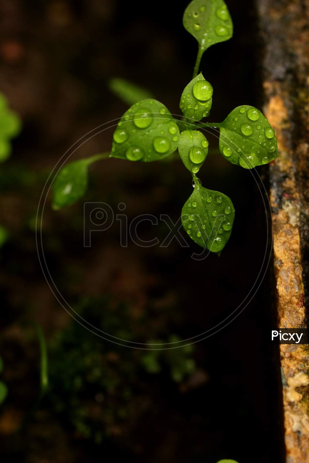 Selective on water drops on leaves