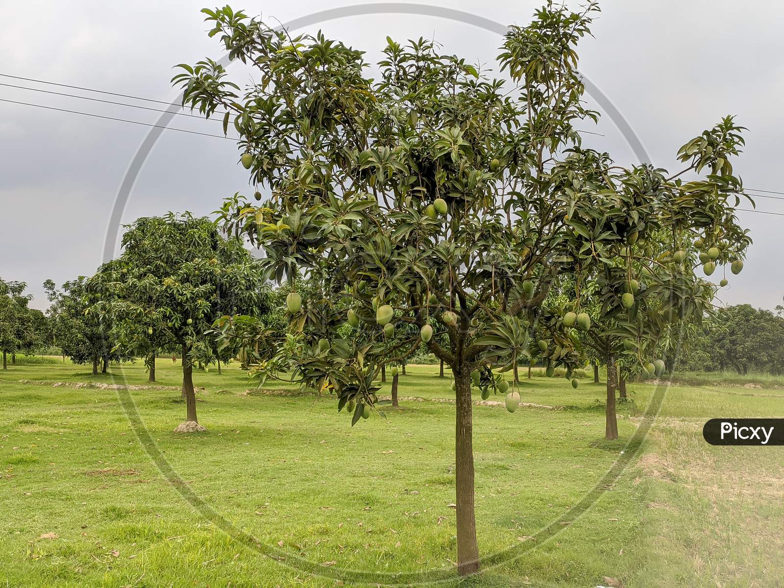 Indian mango tree with mango fruits.