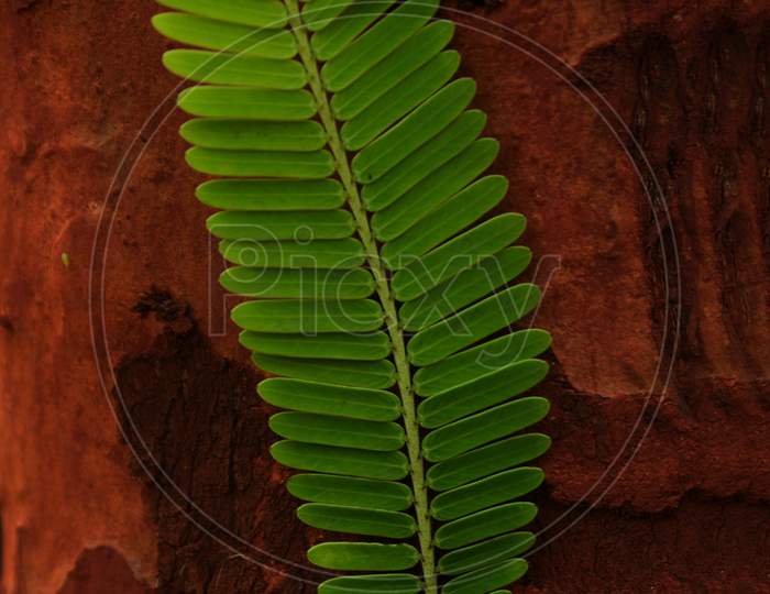 A Green Leaf on Brown Background