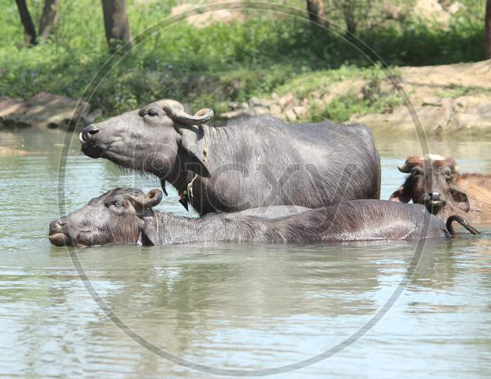 Black Indian buffalo in fresh water river