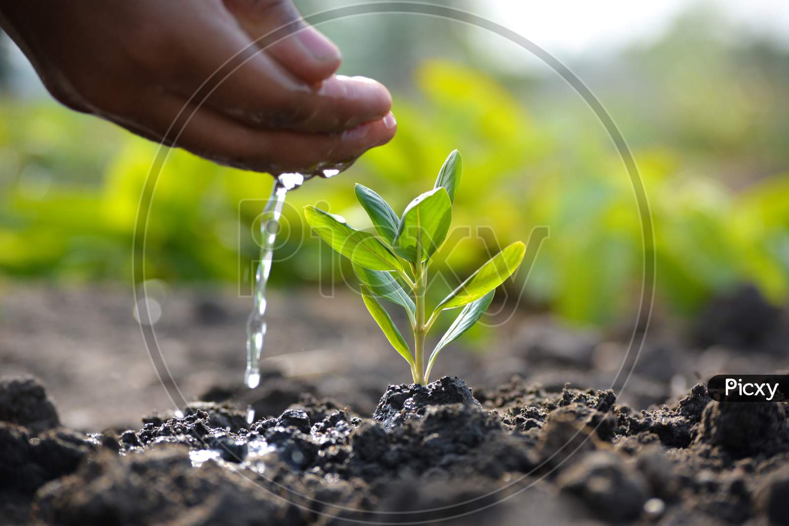 Farmer's hand watering a young plant. Earth day concept