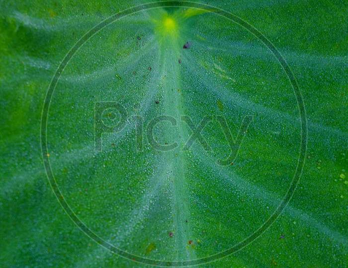 Close up shot of a Green Leaf