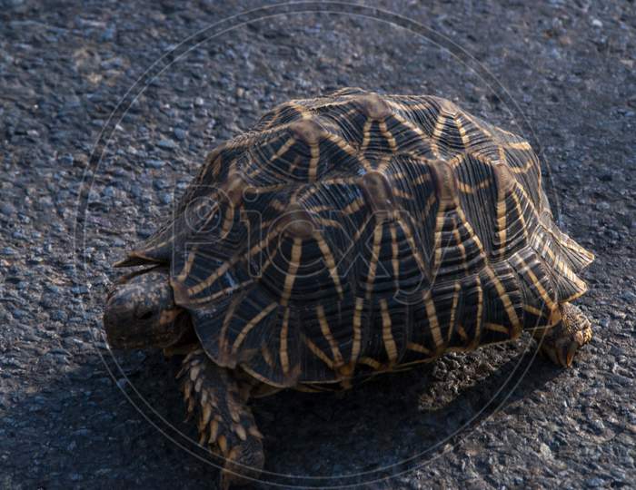 An Indian Star Tortoise Crossing The Road At Mount Abu