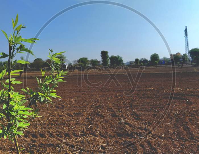 A plant of pigeon pea in the farm