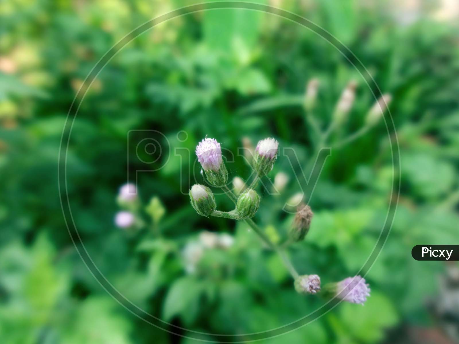 Beautiful closeup small wildflower macro photography