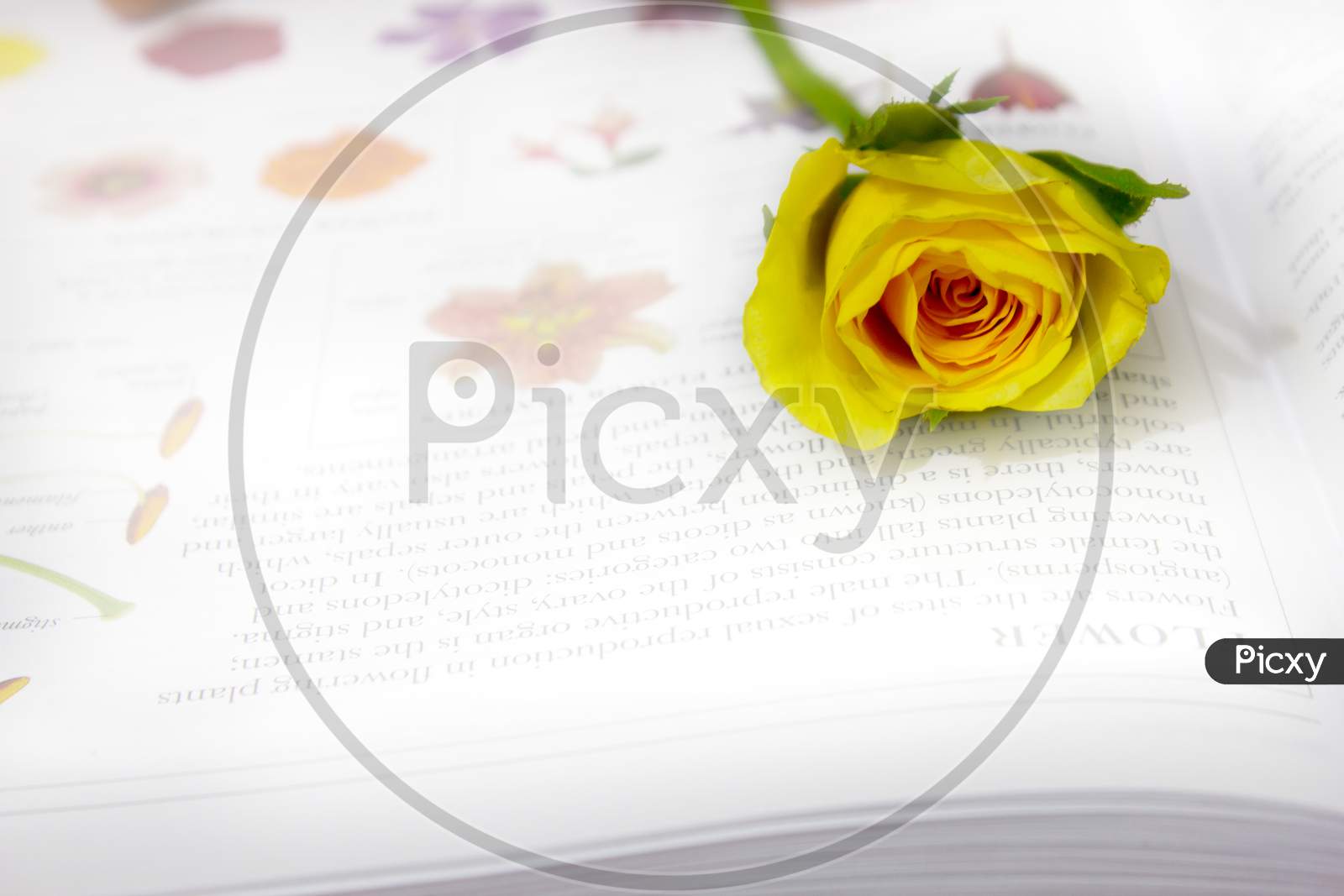 Selective Focus on Rose Flower on a Book