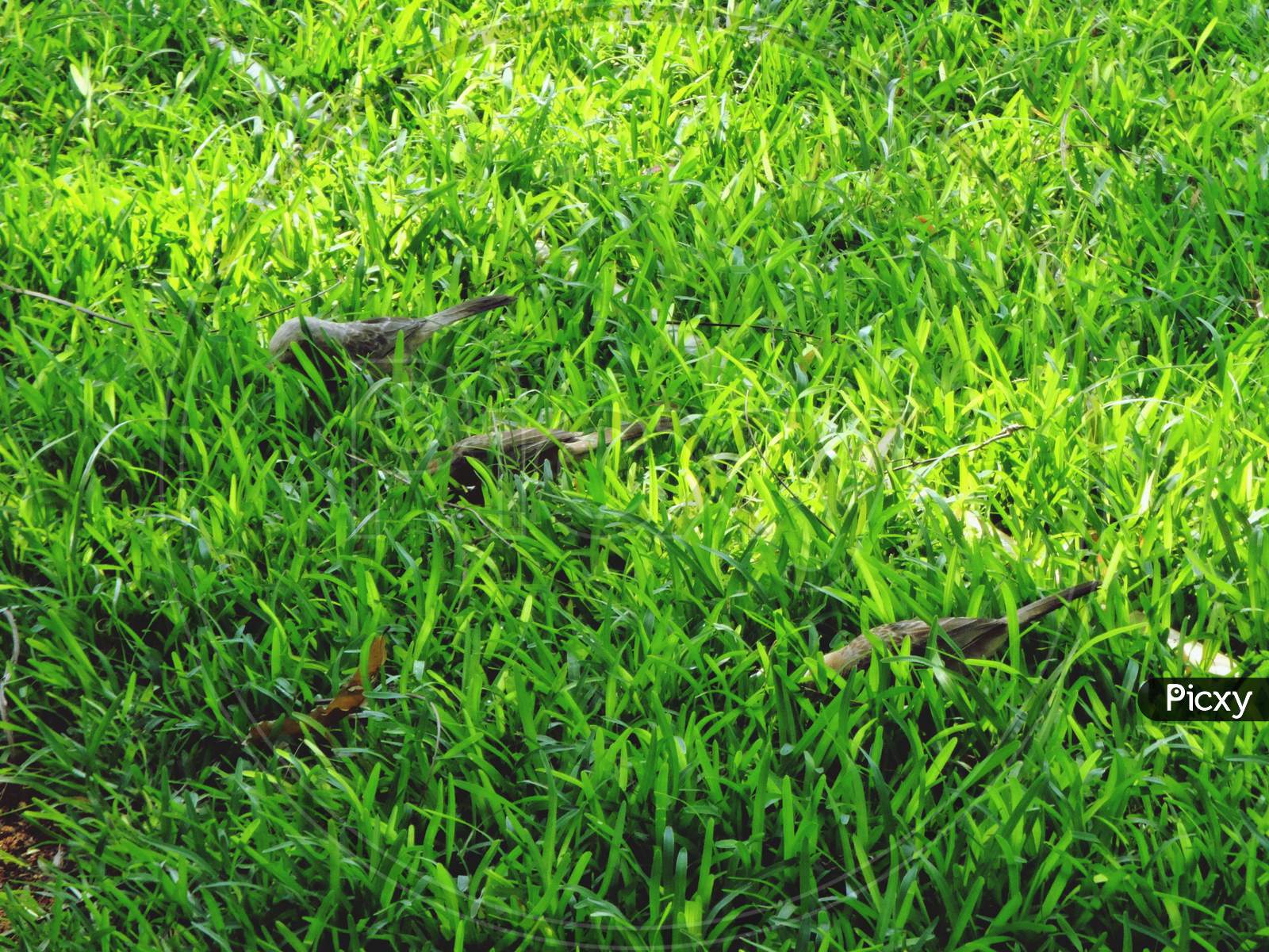 Green grass with two little birds on the groundcover area