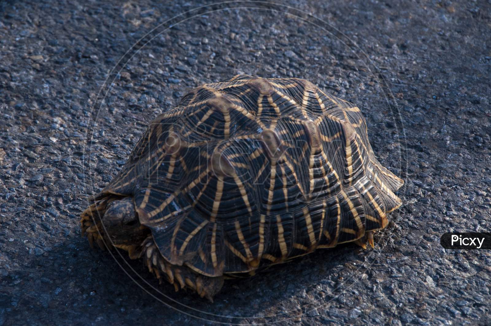 An Indian Star Tortoise Crossing The Road At Mount Abu