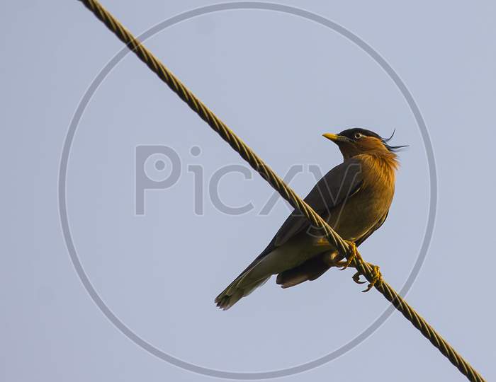 A bird on Electric Wire