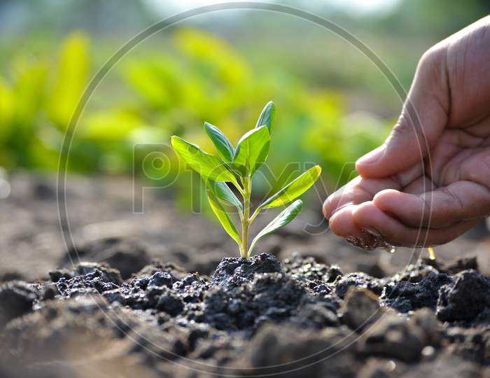 Farmer's hand watering a young plant. Earth day concept