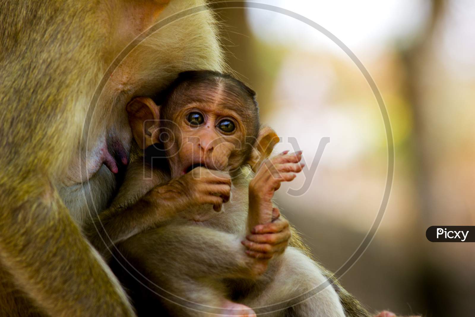 A Baby Monkey with a Monkey