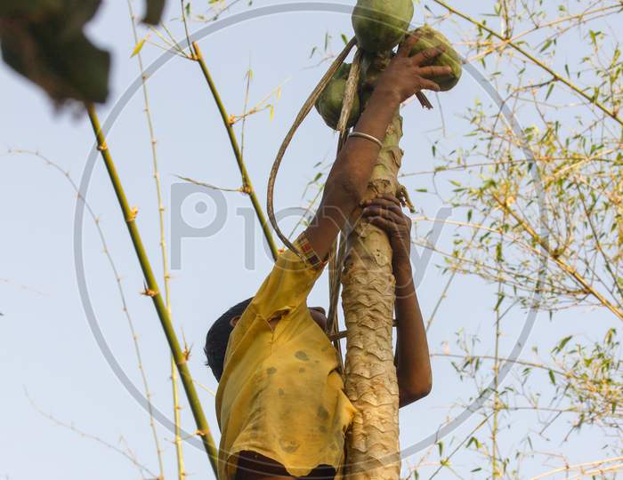 A Man trying to Climb a Tree