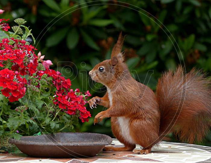 AN ADORABLE  SQUIRREL STANDING IN THE BEAUTIFUL GARDEN WITH FLOWERS.