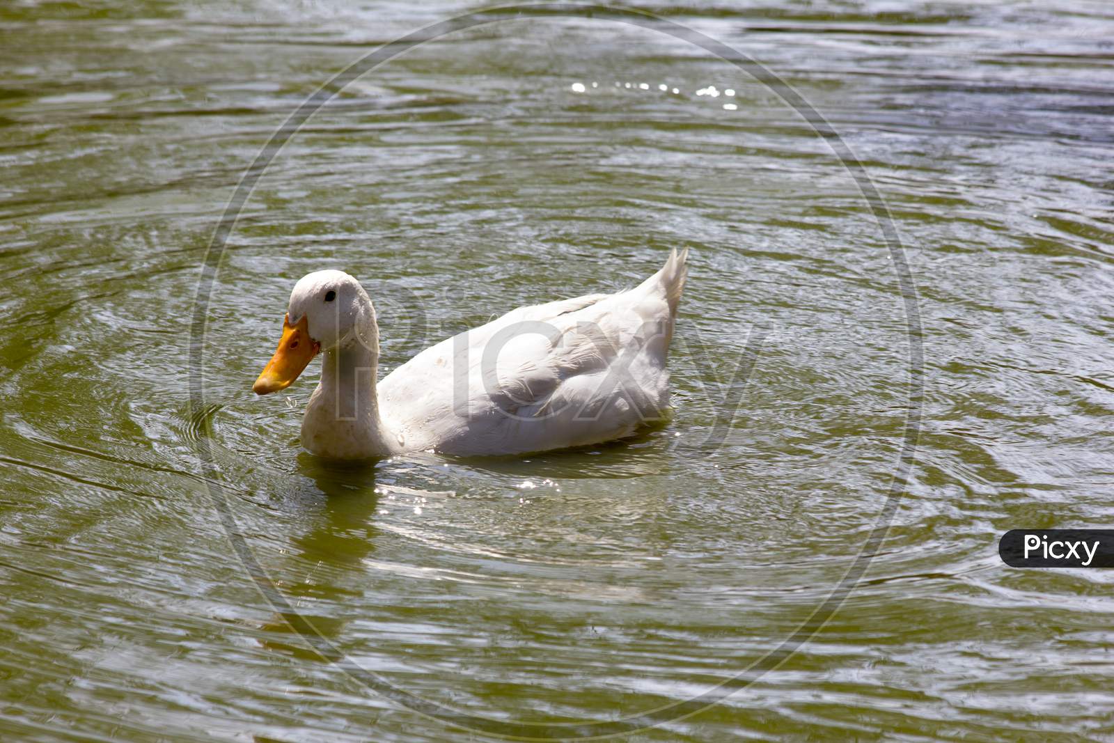 A Duck in a Water Pond
