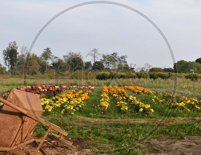 a garden pull cart is lying near the flower cultivation field