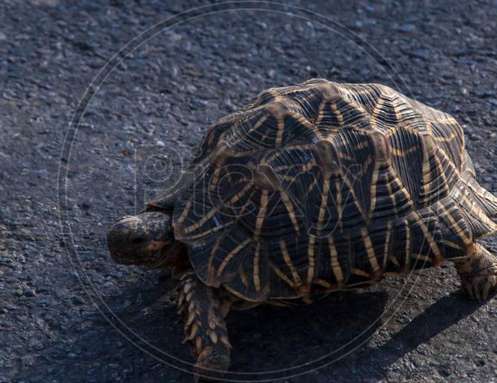 An Indian Star Tortoise Crossing The Road At Mount Abu