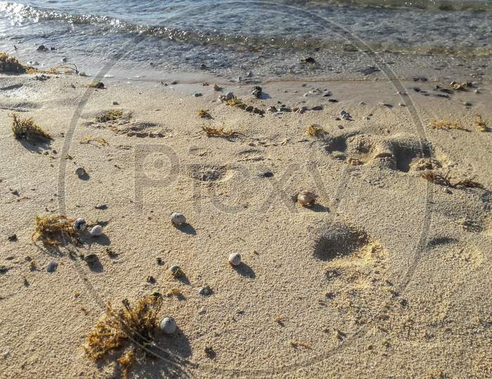 Hurghada, Egypt- November 2017: Coast Line Yellow Beach Sand Crabs In Shell