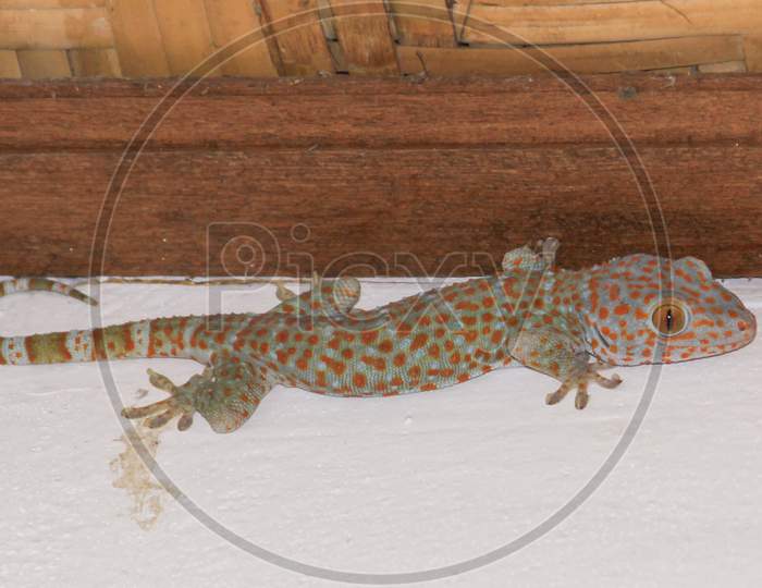 Tokek, The Tokay Gecko Lizard On The Wall