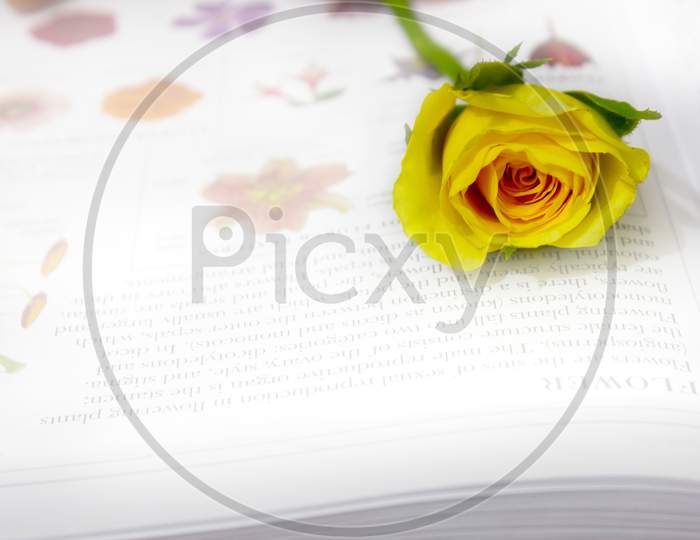 Selective Focus on Rose Flower on a Book