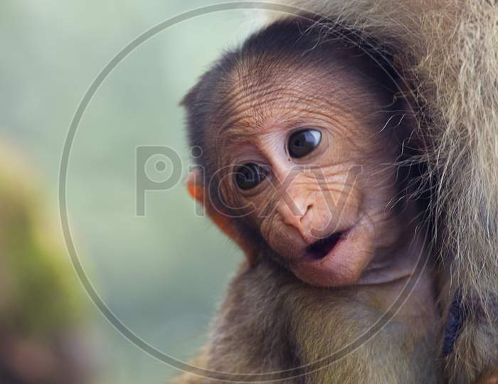 A Child Monkey with Monkey