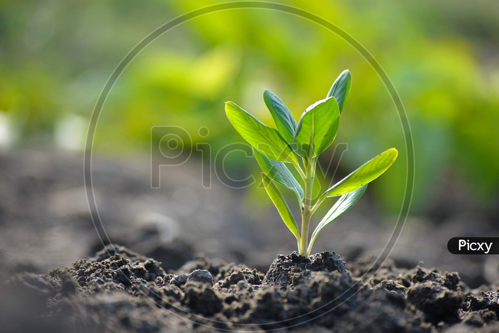 Young plant in the morning light on nature background, the concept of saving the world and reducing global warming.