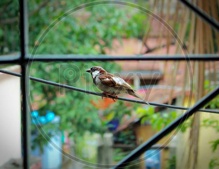 'Bird Photography' Sparrow Bird in India Hanging on a wire.