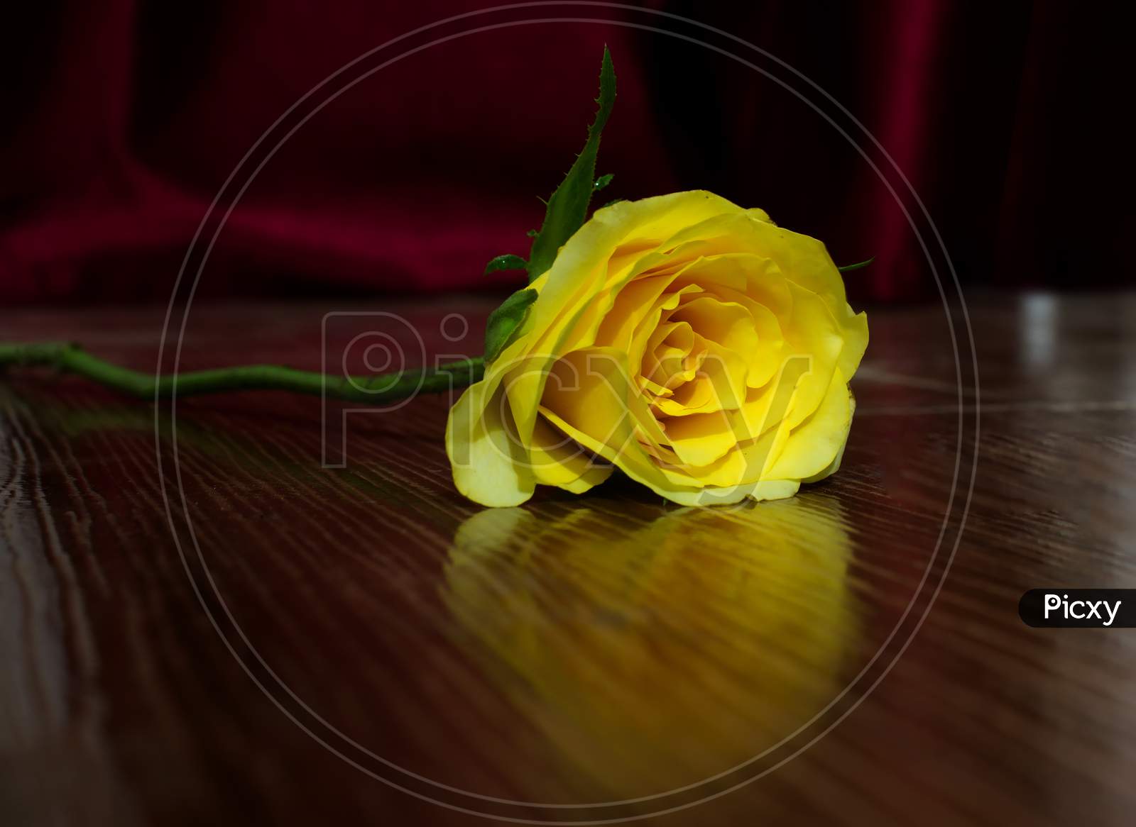 Selective Focus on Rose Flower