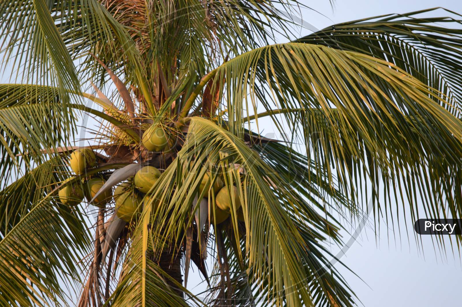 Coconuts on the Tree
