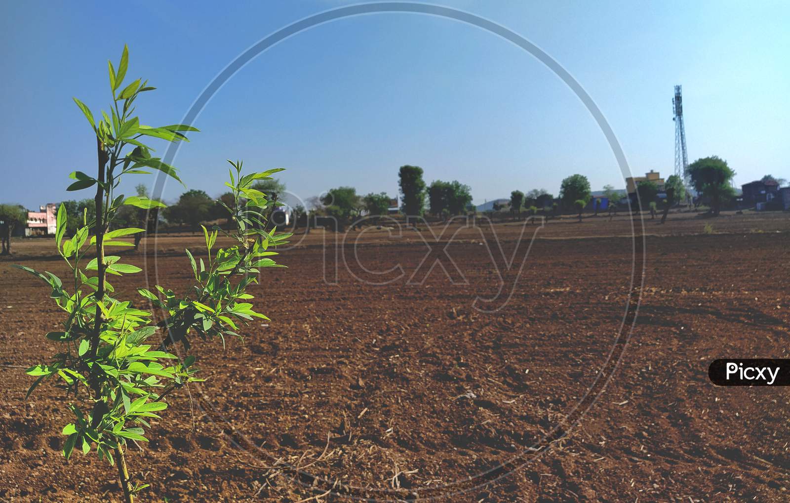 A plant of pigeon pea in the farm