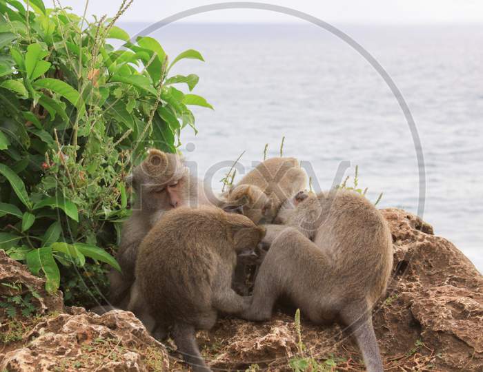 Group Of Macaques Grooming At Uluwatu Temple
