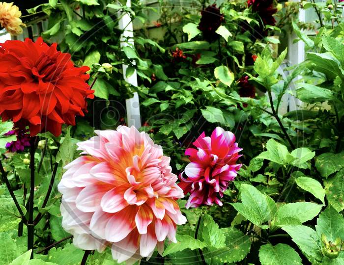 Colourful flowers in the garden of Mussoorie