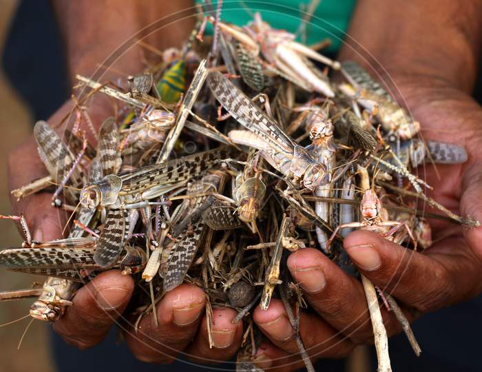 Image of Dead Locusts Pictured At A Farm After Pesticide Spraying By ...