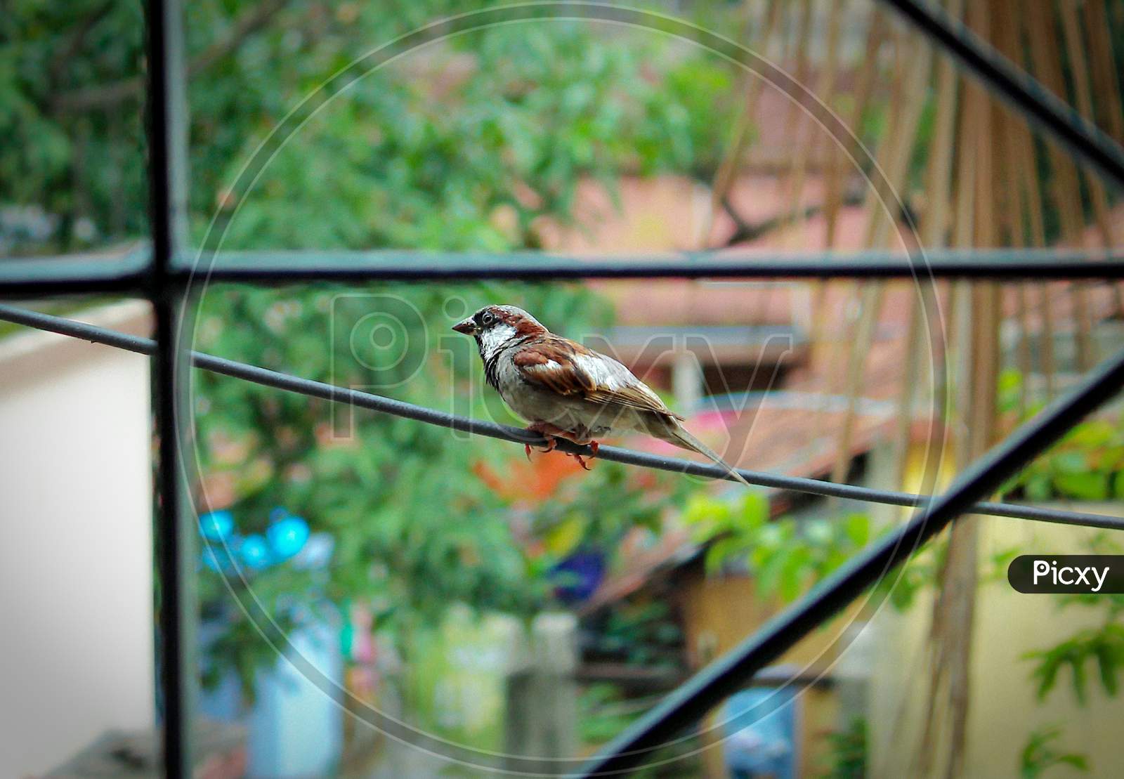 'Bird Photography' Sparrow Bird in India Hanging on a wire.