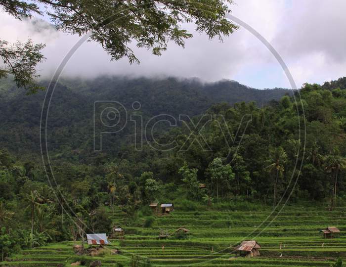 Rice Paddy With Huts And Mountain In Bali Island