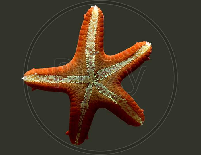 A Star Fish with blur Background