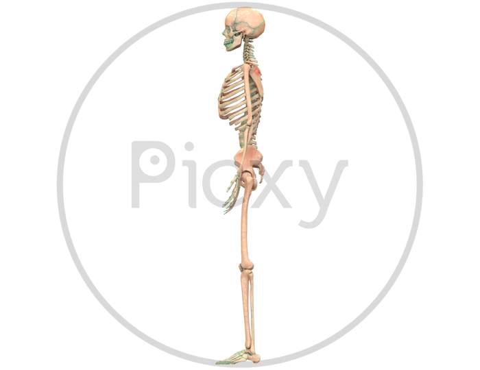 Human Skeleton System Anatomy