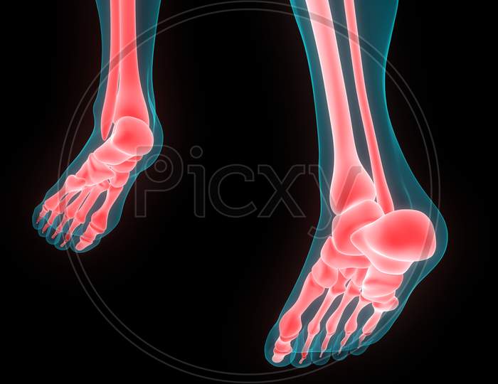Human Body Skeleton of Feet Anatomy