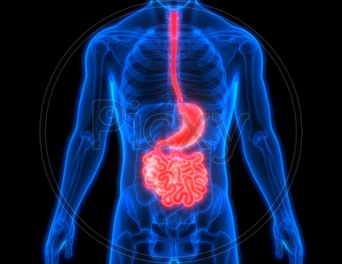 Human Digestive System Stomach Anatomy