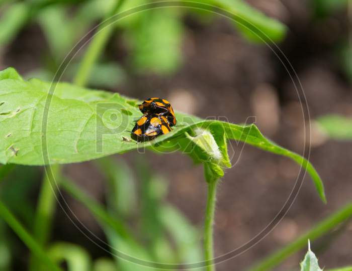 Macro Shot Of Two Orange Ladybugs On A Green Leaf In A Field During Daylight