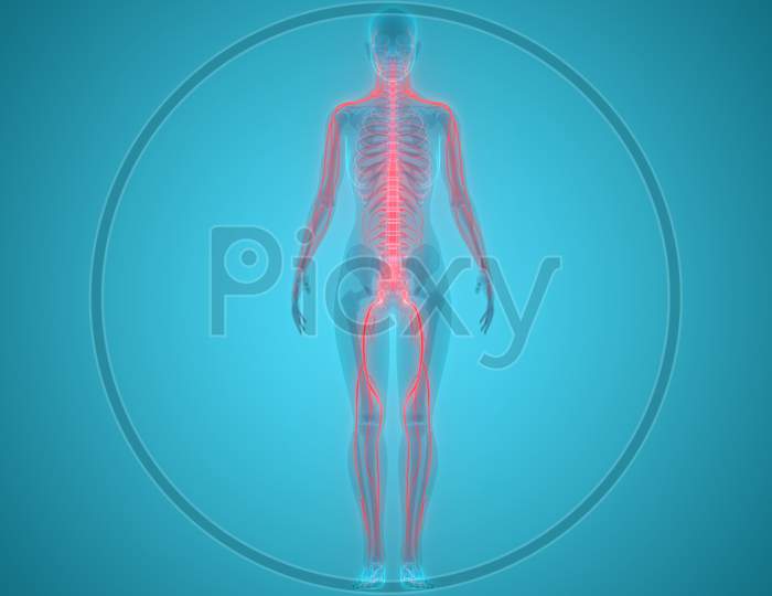 Human Body Nervous System Anatomy