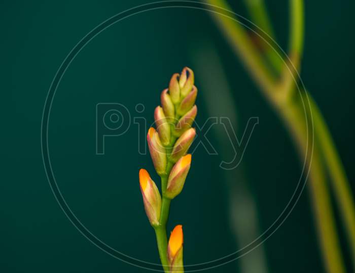 Beautiful Closeup Photograph Of Gladiolus Buds.