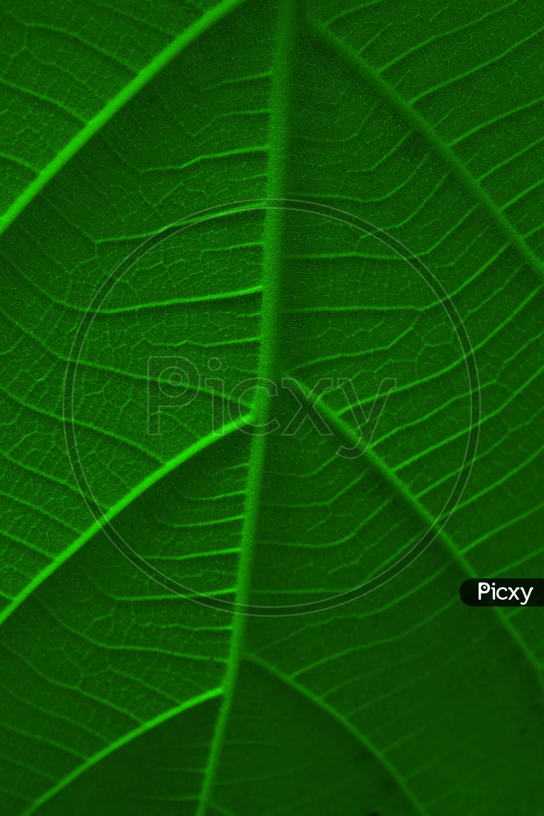 Close up shot of a Green Leaf