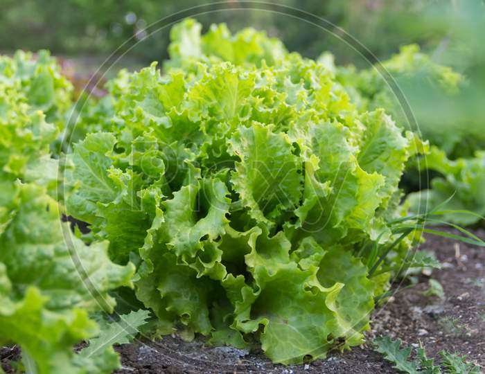 Fresh Lettuce Plants In The Organic Garden