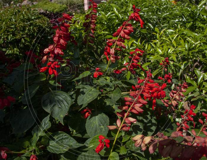 Salvia Splendens, The Scarlet Sage Or Tropical Sage, Is A Tender Herbaceous Perennial