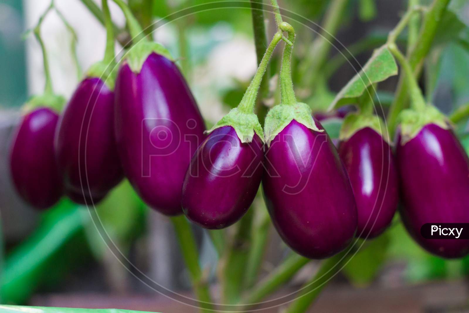 Mature Eggplants In The Organic Garden Plant