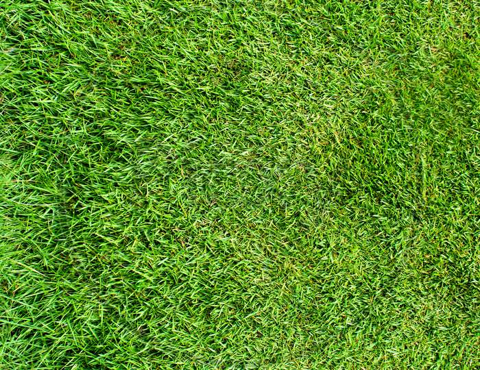 Close up shot of grass in a Park